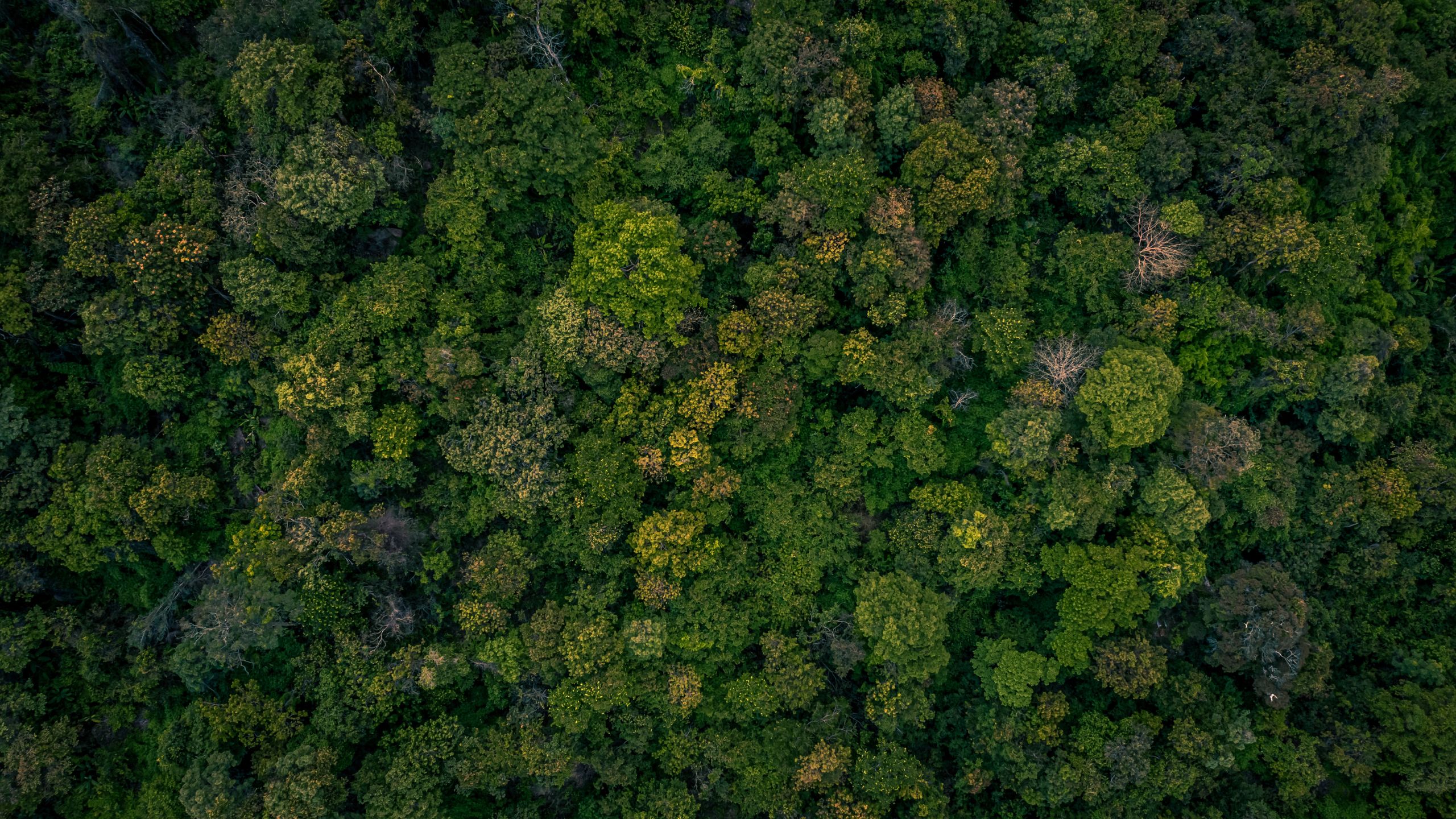 Green_Minimalist_Natural_Skincare_YoTube_Banner_2.jpg